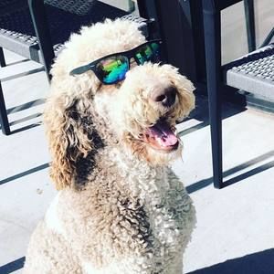 Meet your Posher, Holly